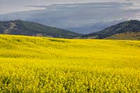 A rapeseed (canola) field below western Montana's Jette Lookout