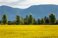 A rapeseed (canola) field below western Montana's Mission Mountains