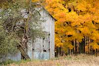 Old barn, new color, Michigan, U.S.