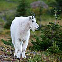 Mountain Goat at Big Bend, Glacier N.P, Montana, U.S.