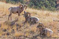 A trio of bighorn sheep rams on Montana's Wild Horse Island State Park