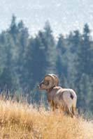 A bighorn sheep ram in Montana's Wild Horse Island State Park