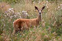 Whitetail deer browsing, Montana, U.S.