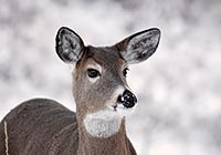 White-tailed deer portrait