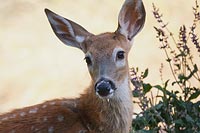 White-tailed deer fawn portrait