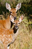White-tailed deer doe and fawn