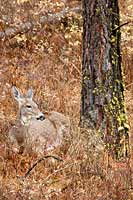 White-tailed deer doe resting