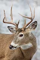 White-tailed deer buck portrait