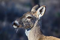 Whitetail deer browsing at sunrise, Montana, U.S.