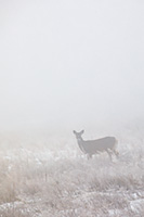 A whitetail deer browses in dense fog on a January morning, Montana, U.S.