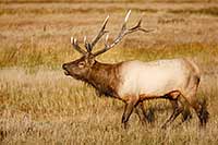 Bull elk near Gibbon River, Yellowstone N.P., Wyoming, U.S.