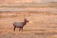 Elk at sunrise, Yellowstone National Park, Wyoming, U.S.