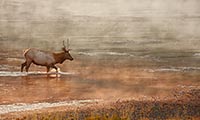 Elk at sunrise, Yellowstone National Park, Wyoming, U.S.