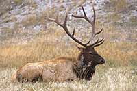 Bull Elk, Yellowstone National Park, Wyoming, U.S.