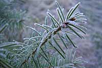 Season's first frost, Douglas fir, Montana, U.S.