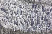 Snow-covered trees on a mountainside, Montana, U.S.