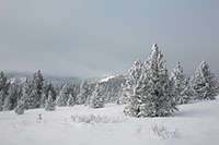 Snow, hoar frost, and fog, Lake County, Montana, U.S.