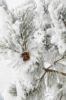 A rime-coated Ponderosa pine branch on a cold January day
