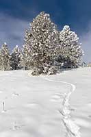 A deer trail in deep snow, Lake County, Montana, U.S.
