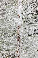 Rime on the 'bottle brush' top of a small Ponderosa pine.
