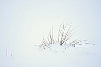 Grass in snow