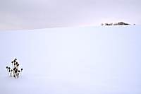 Thistle on snowy hillside