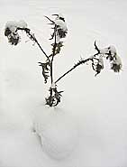 Canada thistle in fresh snow, N.W. Montana, U.S.