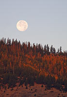 November full moon setting at sunrise