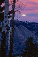 Full moon rising, Yellowstone National Park, Wyoming, U.S.