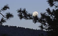 Full moon through trees, Feb 2006, Montana, U.S.