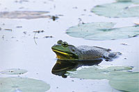 Bullfrog, N.E. Ohio, U.S.