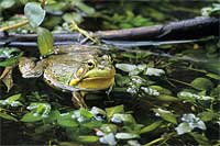 Northern green frog, N.E. Ohio, U.S.