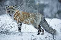 A red fox (Vulpes vulpes) poses for a portrait on a February morning