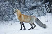 A red fox (Vulpes vulpes) on the hunt on a February morning in western Montana, U.S.