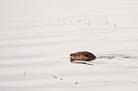 River otter, Ninepipe NWR, April 2009