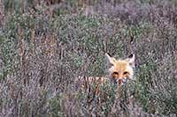 Kit fox, Yellowstone N.P., Wyoming, U.S.