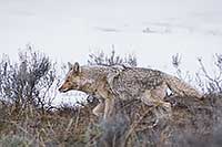 Hunting coyote, Yellowstone N.P., Wyoming, U.S.