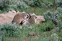 Badger female with cubs at sett, Yellowstone N.P., Wyoming, U.S.