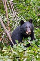 American black bear in our back yard in western Montana, U.S.