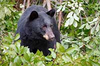 American black bear in our back yard in western Montana, U.S.