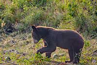 American black bear in Montana's National Bison Range