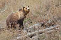 Grizzly bear foraging in Yellowstone N.P., Wyoming, U.S.