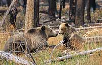 Mother grizzly bear with cub in Yellowstone N.P., Wyoming, U.S.