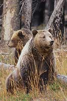 Grizzly bear and cub in Yellowstone N.P., Wyoming, U.S.