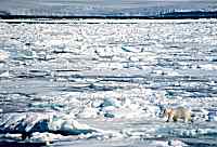 Polar bear on sea ice, Svalbard, Norway