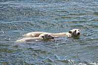 Mother and cub swimming, Svalbard, Norway