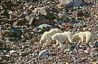 Mother with twin cubs, Svalbard, Norway