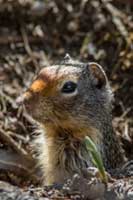 Portrait of a uinta ground squirrel in Glacier National Park, Montana, U.S.