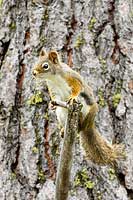 American Red squirrel, Montana, U.S.