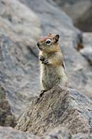 Golden-mantled ground squirrel at Holland Falls, Montana, U.S.